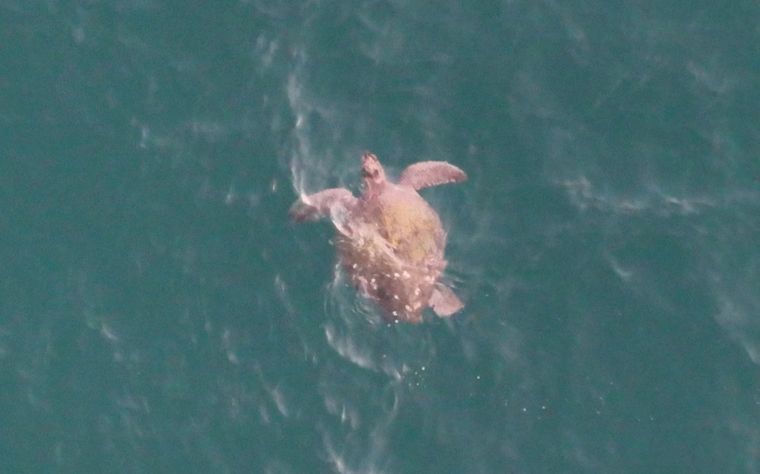 A sea turtle at the surface of deep green water, from a drone.