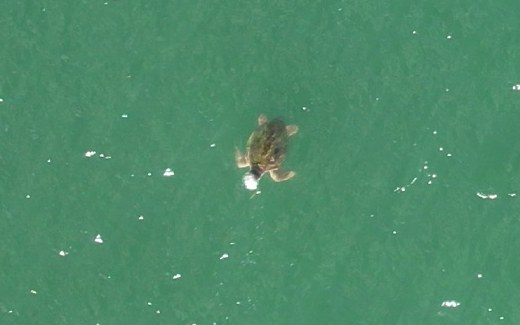 A sea turtle in murky green coastal water, from a drone.