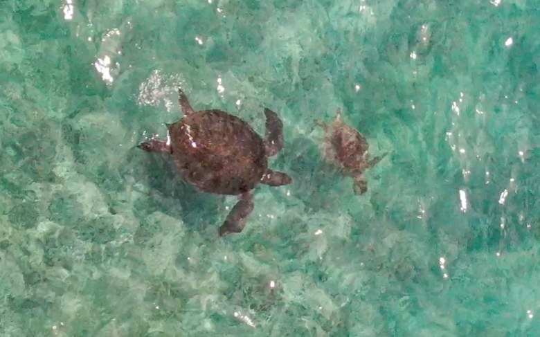 Two sea turtles over turquoise reef shallows, from a drone.